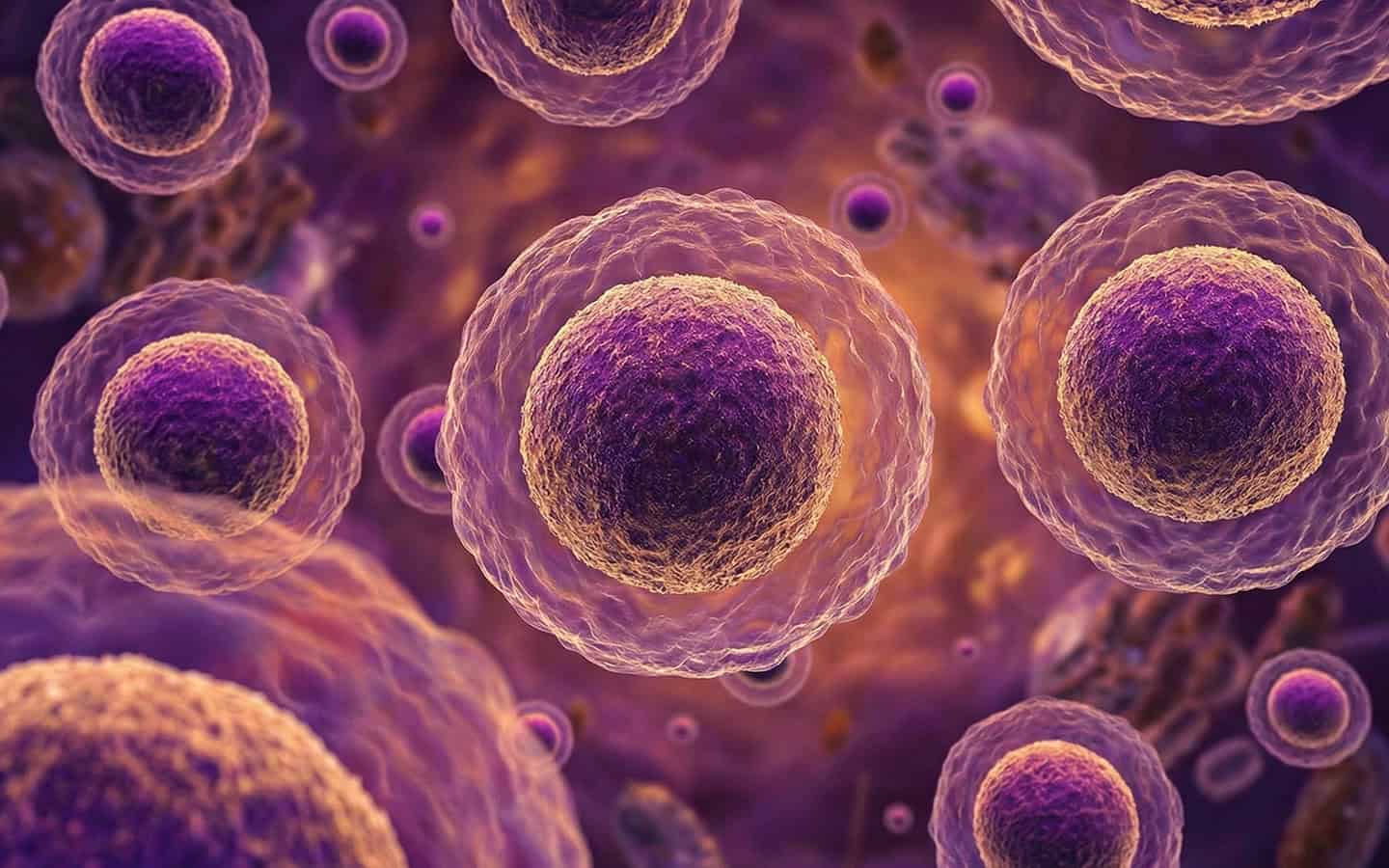 The role of autophagy in muscle health